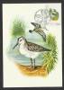 Portugal Oiseau Bécasseau Variable Carte Maximum Officiel 1982 Dulin Bird Official Maxicard - Storks & Long-legged Wading Birds