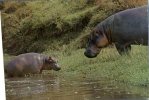 (666) Hippopotamus - Flusspferde