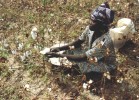 TCHAD Afrique Africa : Femme Africaine Récolte Le Coton  African Woman At Work Wool - Tsjaad