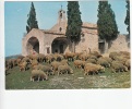 BR12979 Moutons A La Chapelle Sainte Sixte A Eygalieres Sheep   2 Scans - Eyguieres