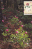 Carte- Maximum  CHYPRE  N° Yvert 760 (Paeonia Muscula) Obl Sp 1992 - Brieven En Documenten