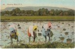 Philippine Islands Women Farmers Planting Rice On C1900s/10s Vintage Postcard - Philippines