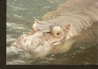 5k. FAUNA, Hippopotamus - Flusspferd - Ippopotami