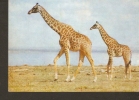 5k. FAUNA, Giraffe Massai Giraffen - Jirafas