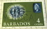 Barbados 1965 Sea Urchin 4c - Used - Barbados (...-1966)