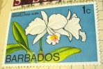 Barbados 1974 Cattleya Gaskelliana Alba Orchid 1c - Mint - Barbades (1966-...)