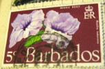 Barbados 1970 Flower Minnie Root 5c - Used - Barbades (1966-...)