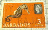 Barbados 1965 Sea Horse Wrong Spelling Of Hippocanpus Species 3c - Used - Barbados (...-1966)