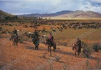 MONGOLIA Herdsmen With Lasso ,old Postcard - Mongolei