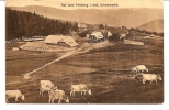 FELDBERG -     * KÜHE AUF DEM FELBERG *     -   Editeur  : STERMANN Aus Freiburg I B.    N° / - Feldberg