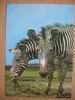 Zebras Poland Card - Zebre