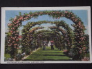 HARTFORD (Connecticut, Etats-Unis) - Rose Arches, Elizabeth Park - Non Voyagée - Hartford