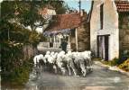 EN QUERCY LE LOT PITTORESQUE BERGER ET SON TROUPEAU DE MOUTONS - Sonstige & Ohne Zuordnung