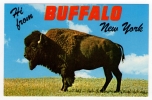 Postcard - Buffalo       (7121) - Bull