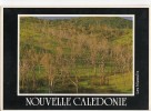 BR9021 Nouvelle Caldonie Les Niaoulis   2 Scans Bande Blanche Du Scanner - Nuova Caledonia