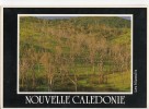 BR9021 Nouvelle Caldonie Les Niaoulis   2 Scans Bande Blanche Du Scanner - New Caledonia
