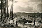 LES LANDES DE GASCOGNE ATTELAGE DANS LA LANDE - Andere