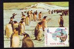 Pingouins & Manchots 1990 CM,MAXICARD,CARTES MAXIMUM,ROMANIA. - Penguins
