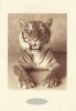 Carte Double Rachael Hale Animaux 17 X 12 Cm + Enveloppe - Tigre Bengal Bengale - Tigres