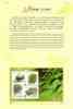 Folder Taiwan 2012 Ferns Stamps S/s Tree Fern Flora Forest - Unused Stamps