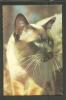 USSR  RUSSIA  POCKET CALENDAR  1980  SIAMESE  CAT - Petit Format : 1971-80