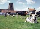 MOORSELE (W.Vl.) - Molen / Moulin - Historische Opname Van De Witte Molen Als Romp, Voor De Restauratie (zomer 2000). - Wevelgem