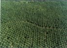 (300) Papaousie Nouvelle Guinée - Papua New Guinea - Coconut Plantation - Papouasie-Nouvelle-Guinée