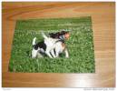 Hund Dog Chien Foxterrier Postkarte - Dogs