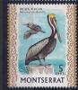 Montserrat1970: Yvert235mnh** PELICAN - Pelikane