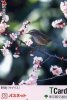 TELECARTE  DU JAPON BUS  OU AUTRES... A PETIT PRIX...THEME OISEAU ....RARE!!!!!!... - Songbirds & Tree Dwellers