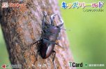 TELECARTE DU JAPON BUS OU AUTRES... A PETIT PRIX...THEME INSECTE....RARE!!!!!!... - Altri & Non Classificati