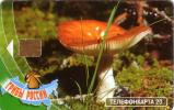 RUSSIE CHAMPIGNON AMANITE TUE MOUCHE MUSHROOM UT - Alimentation