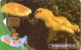 RUSSIE CHAMPIGNON MUSHROOM 20U UT - Alimentation