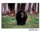 (999) Bear - Ours - Bären