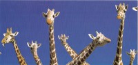 CPM Carte Postale Coll. Horizons 23 X 10,8 Cm + Enveloppe - Girafe / Giraffe - Girafes