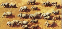 CPM Carte Postale Coll. Horizons 22,5 X 10,8 Cm + Enveloppe - Elephant - Elephants