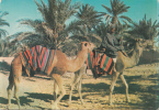 BR15199 Sahara Marche Dans L Oasis Chamel    2 Scans - Western Sahara