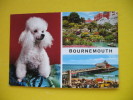 BOURNEMOUTH,DOG - Bournemouth (until 1972)