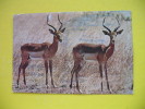 IMPALA RAMS - Zimbabwe