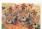 Trois Bébés Tigres. Sauvez Le Tigre Avec ESSO - Tiger