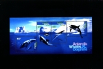 AUSTRALIAN ANTARCTIC TERRITORY - 1995 WHALES AND DOLPHINS  MS MINT NH - Blocks & Kleinbögen