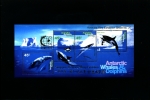 AUSTRALIAN ANTARCTIC TERRITORY-1995 WHALES & DOLPHINS MS MINT NH OVPT SINGAPORE - Blocchi & Foglietti