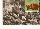 Romania / Maxi Card / Ursus Arctos - Bears
