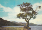 BR11103  The Bonnie Banks Of Loch Lomond Looking North From Near Inverbeg  Dunbarton   2 Scans - Dunbartonshire