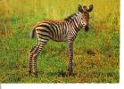 Cartolina-zebra - Zebre