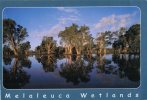 (100) Australia - Australie - NSW - Melaleuca Wetlands - Altri & Non Classificati