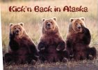 (499) Ours - Alaska Bear - Osos