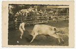 Set Of 4 Real Photo Corrida Campestre Toros In Rodas Cienfuegos Torero In A Village - Cuba