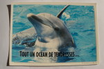 Tout Un Océan De Tendresses...Dauphin - Zone Bleue - Dolphins