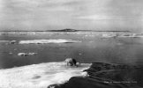 CARTE PHOTO  OCEAN GLACIAL ARCTIQUE..OURS POLAIRE - TAAF : Franse Zuidpoolgewesten